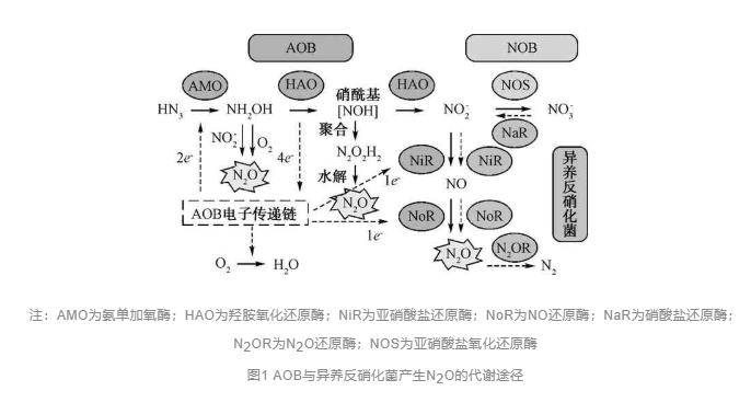 厭氧氨氧化—城市主流污水處理工藝的前世今生